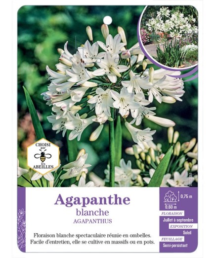 AGAPANTHUS BLANCHE - Agapanthe