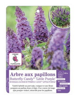 BUDDLEJA DAVIDII Butterfly Candy® Little Purple - Arbre aux papillons