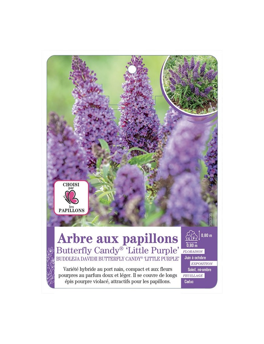 BUDDLEJA DAVIDII Butterfly Candy® Little Purple - Arbre aux papillons