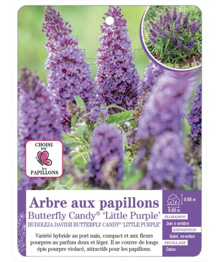 BUDDLEJA DAVIDII Butterfly Candy® Little Purple - Arbre aux papillons