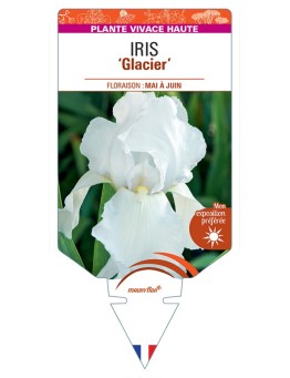 IRIS (germanica) Glacier