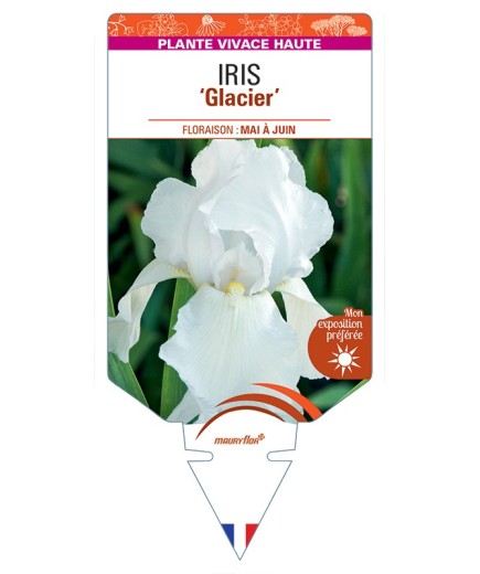 IRIS (germanica) Glacier