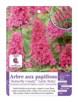 BUDDLEJA DAVIDII Butterfly Candy® Little Ruby - Arbre aux papillons