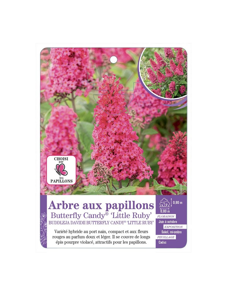 BUDDLEJA DAVIDII Butterfly Candy® Little Ruby - Arbre aux papillons