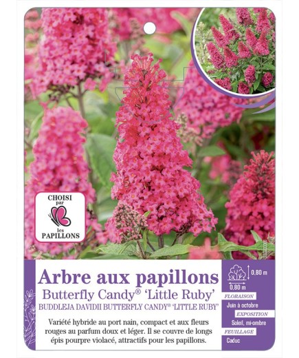 BUDDLEJA DAVIDII Butterfly Candy® Little Ruby - Arbre aux papillons
