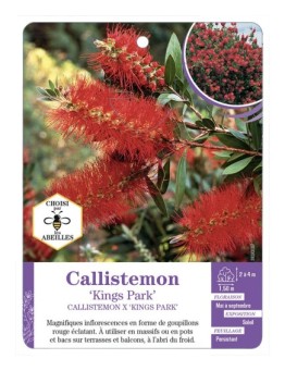 CALLISTEMON X KINGS PARK