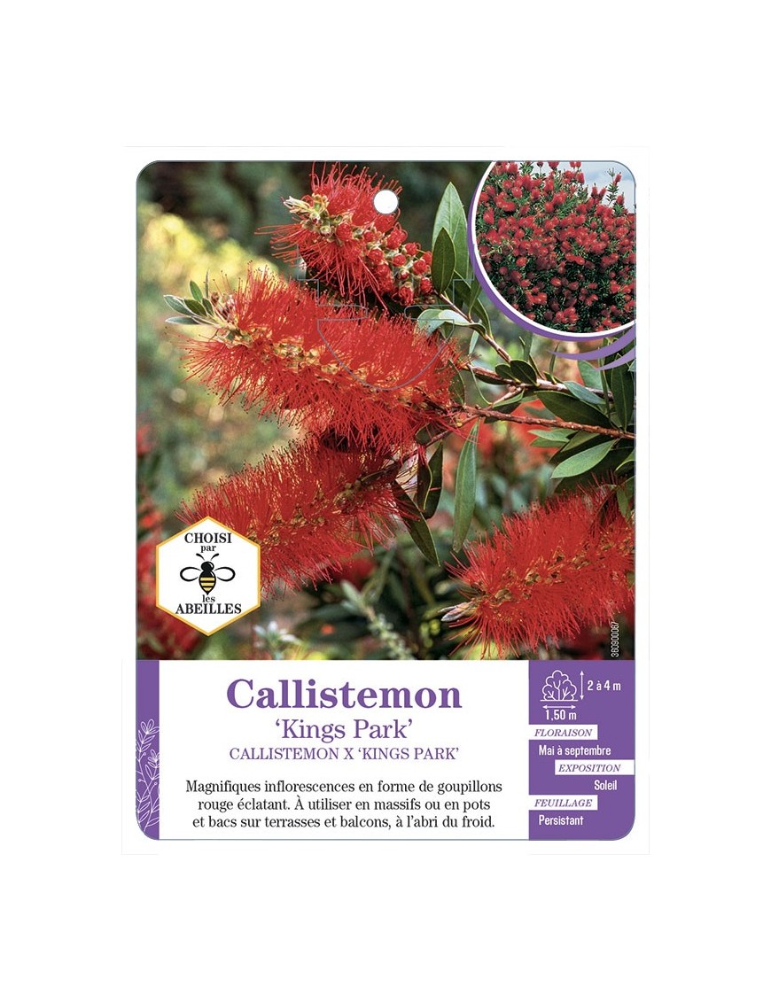 CALLISTEMON X KINGS PARK