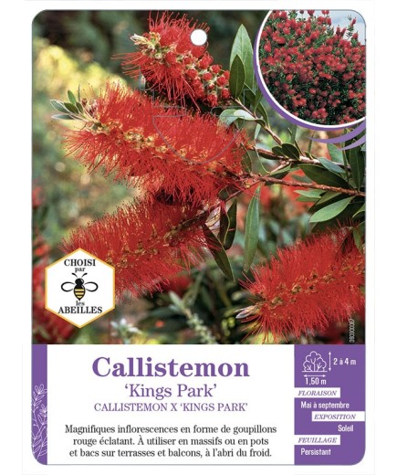 CALLISTEMON X KINGS PARK