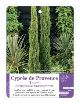 CUPRESSUS SEMPERVIRENS TOTEM - Cyprès de Provence