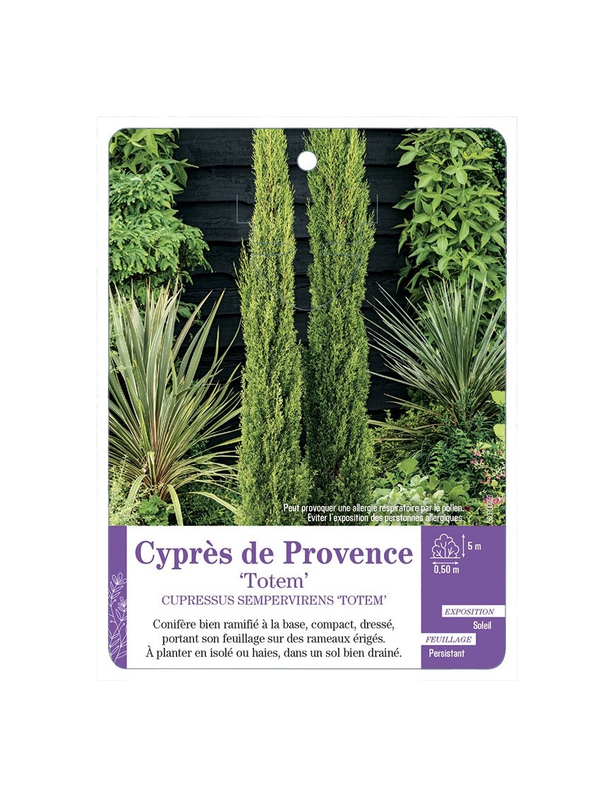 CUPRESSUS SEMPERVIRENS TOTEM - Cyprès de Provence