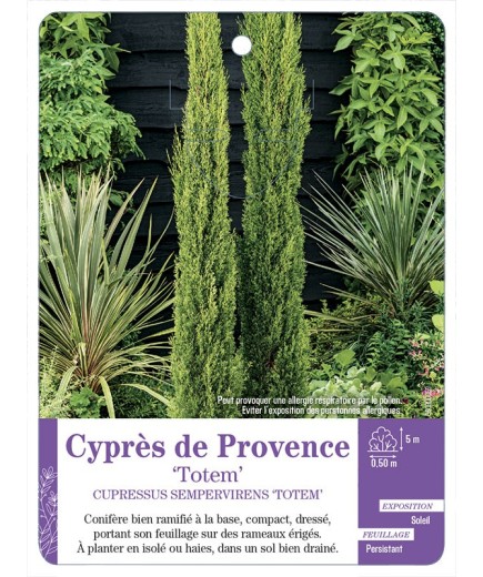 CUPRESSUS SEMPERVIRENS TOTEM - Cyprès de Provence