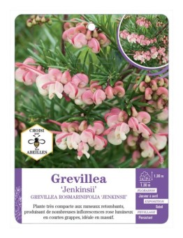 GREVILLEA ROSMARINIFOLIA JENKISII