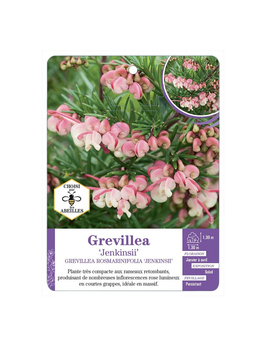 GREVILLEA ROSMARINIFOLIA JENKISII