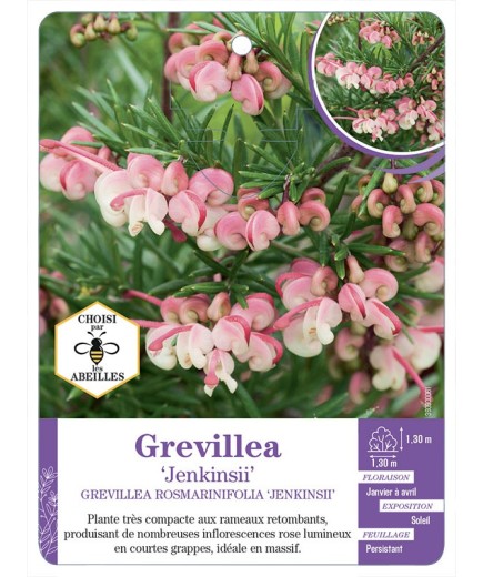 GREVILLEA ROSMARINIFOLIA JENKISII