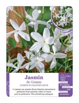 JASMINUM GRANDIFLORA - Jasmin de Grasse