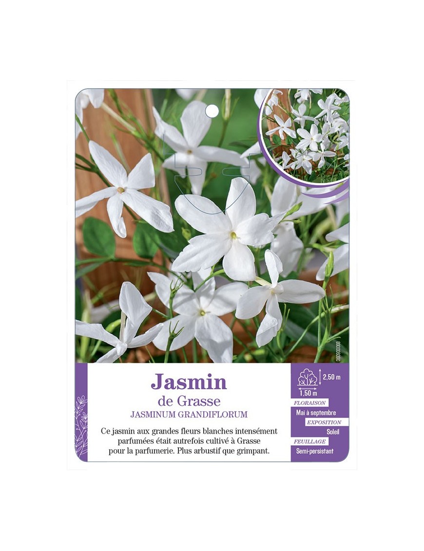 JASMINUM GRANDIFLORA - Jasmin de Grasse