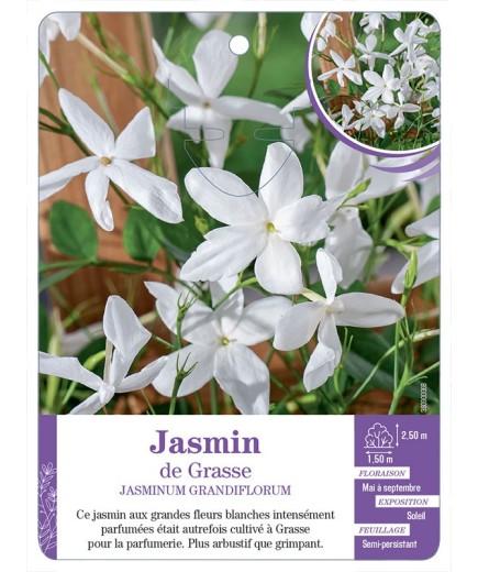 JASMINUM GRANDIFLORA - Jasmin de Grasse