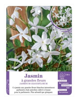 JASMINUM GRANDIFLORUM - Jasmin à grandes fleurs