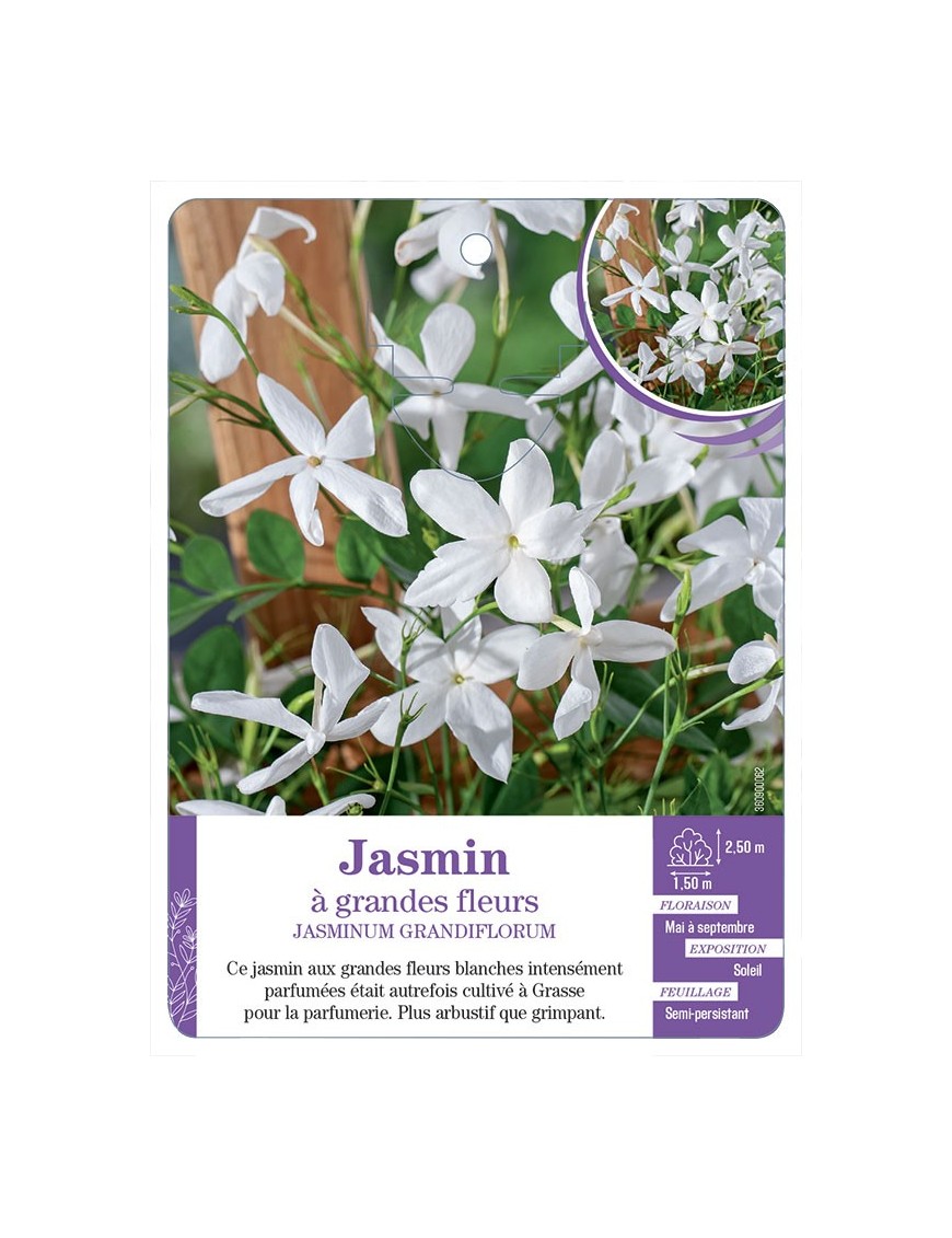 JASMINUM GRANDIFLORUM - Jasmin à grandes fleurs