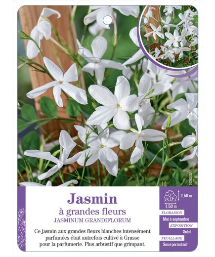 JASMINUM GRANDIFLORUM - Jasmin à grandes fleurs