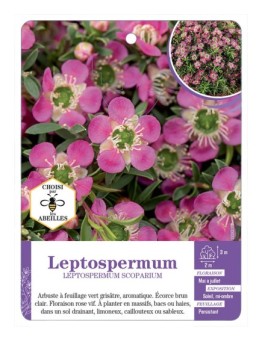 LEPTOSPERMUM SCOPARIUM (rose vif)
