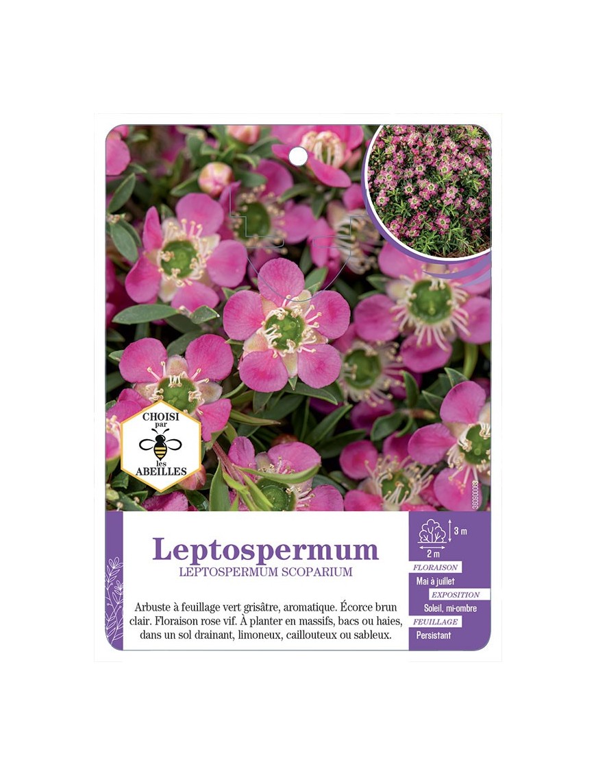 LEPTOSPERMUM SCOPARIUM (rose vif)