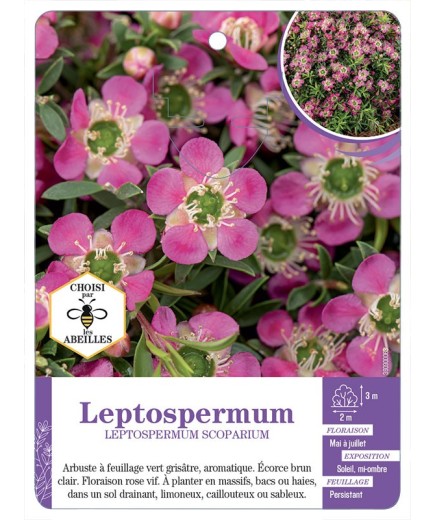 LEPTOSPERMUM SCOPARIUM (rose vif)