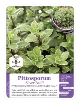 PITTOSPORUM TENUIFOLIUM Silver Ball®