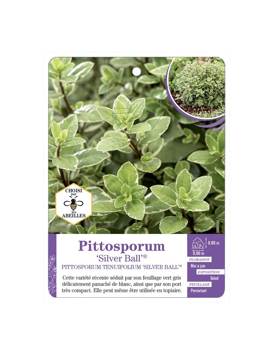 PITTOSPORUM TENUIFOLIUM Silver Ball®