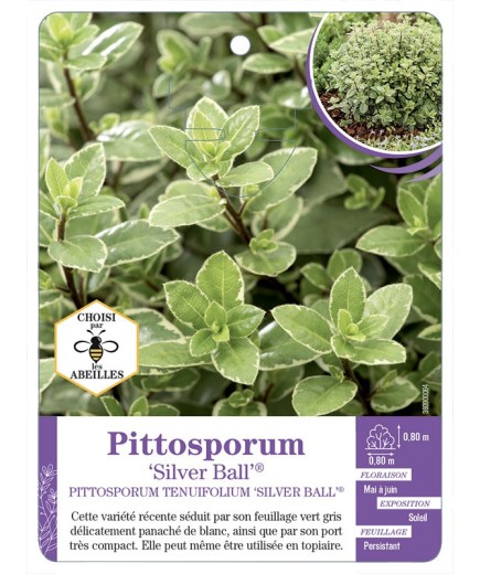 PITTOSPORUM TENUIFOLIUM Silver Ball®