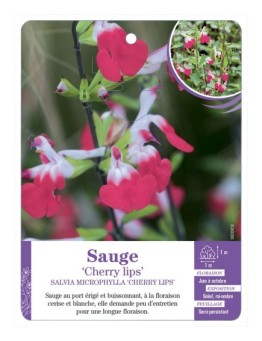 SALVIA MICROPHYLLA CHERRY LIPS - Sauge