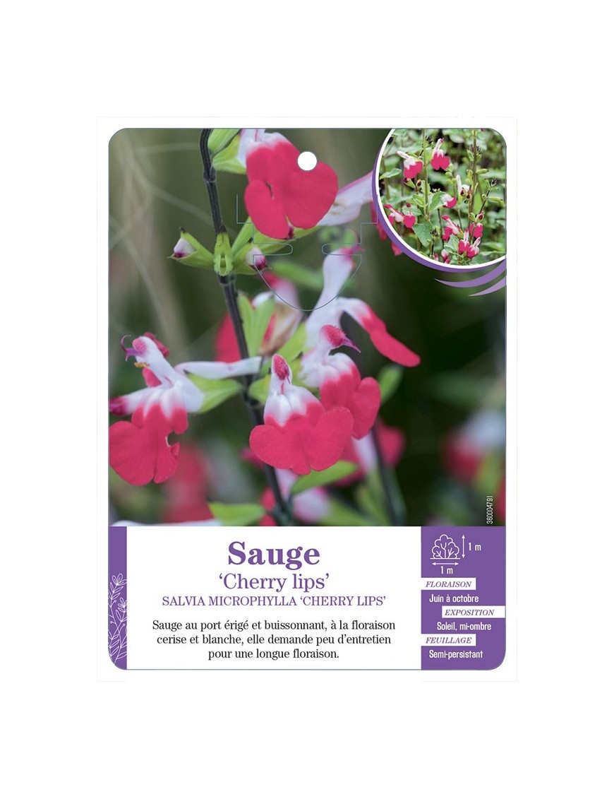SALVIA MICROPHYLLA CHERRY LIPS - Sauge