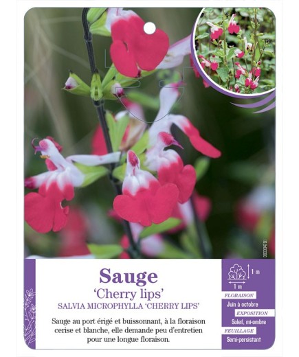 SALVIA MICROPHYLLA CHERRY LIPS - Sauge