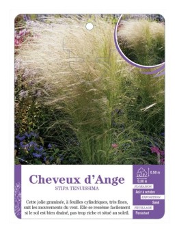 STIPA TENUISSIMA - Cheveux d'Ange