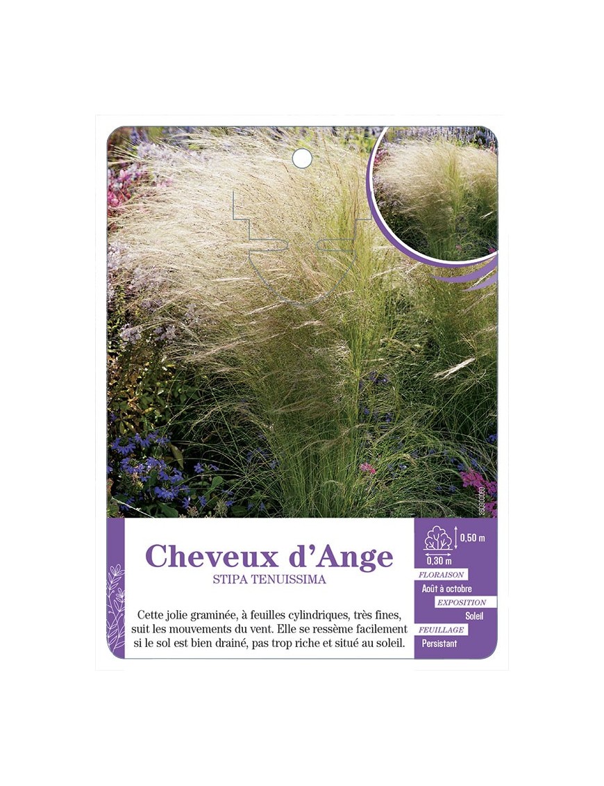 STIPA TENUISSIMA - Cheveux d'Ange