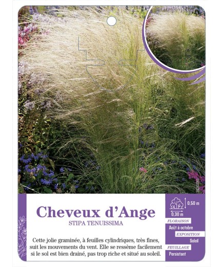 STIPA TENUISSIMA - Cheveux d'Ange