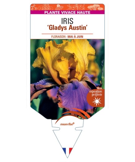 IRIS (germanica) Gladys Austin