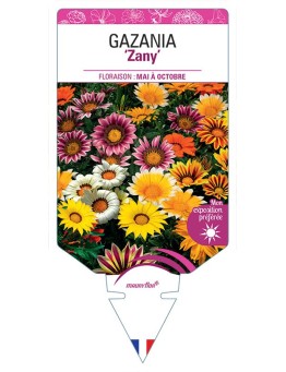 GAZANIA Zany