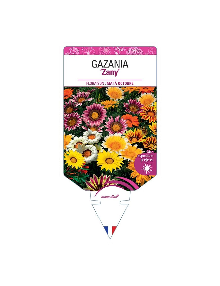 GAZANIA Zany