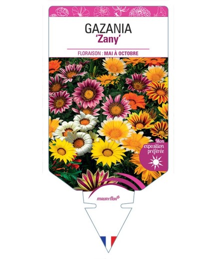 GAZANIA Zany