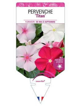 PERVENCHE DE MADAGASCAR Titan