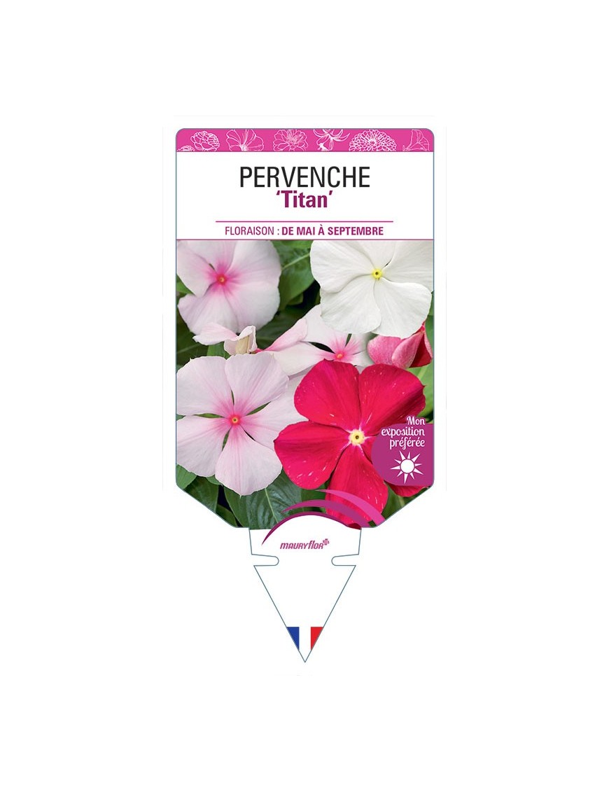 PERVENCHE DE MADAGASCAR Titan