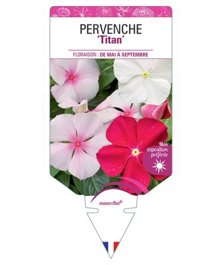 PERVENCHE DE MADAGASCAR Titan