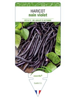 HARICOT NAIN VIOLET