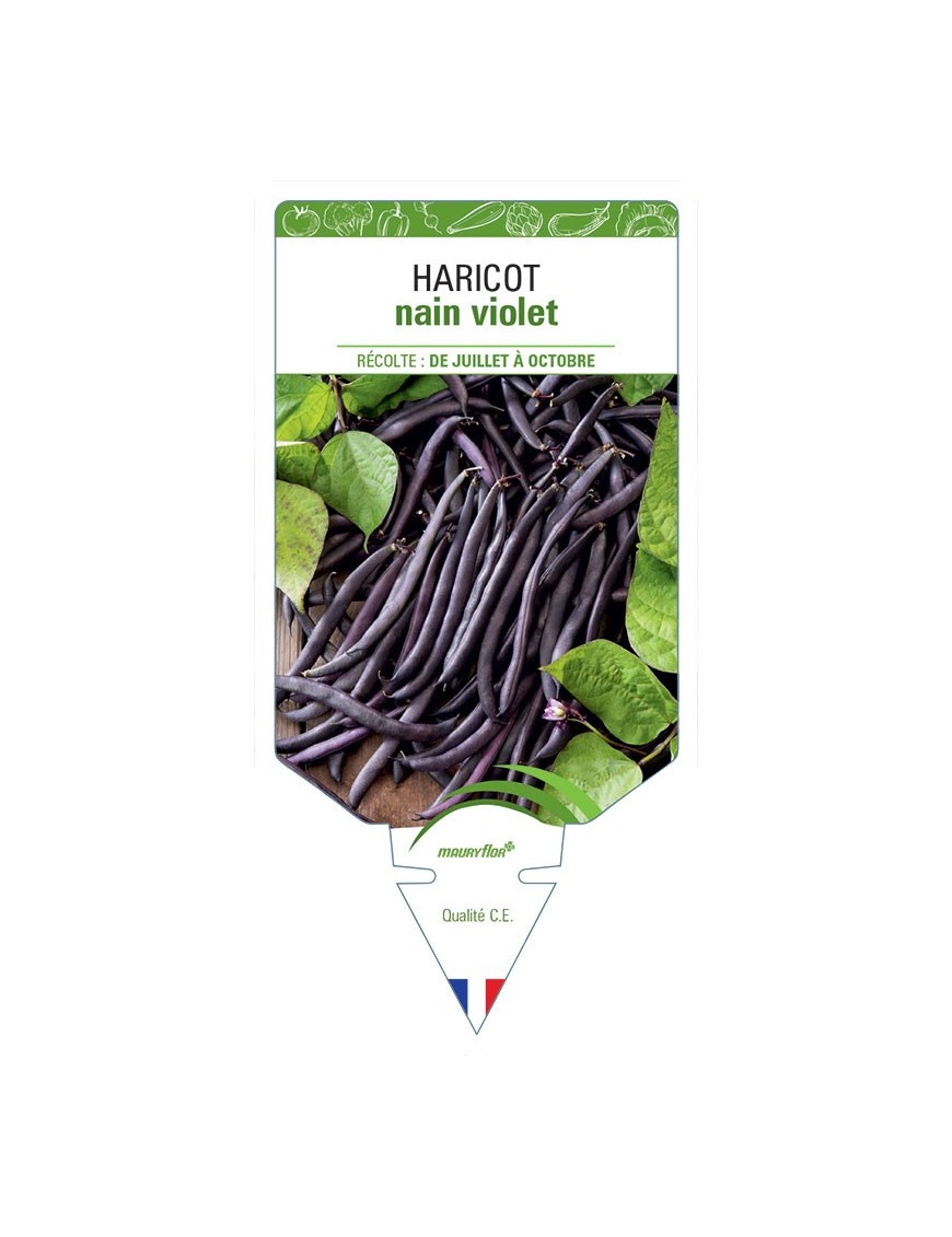 HARICOT NAIN VIOLET