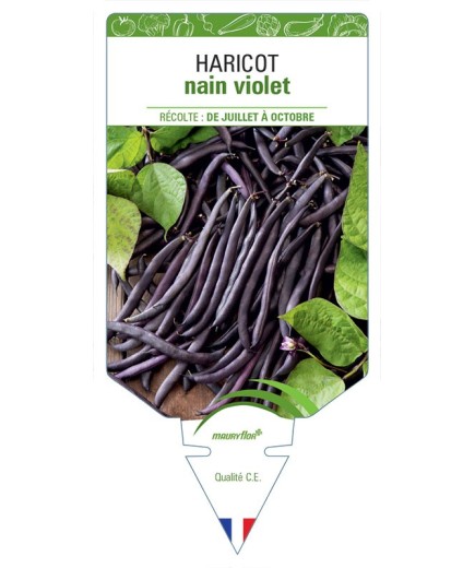 HARICOT NAIN VIOLET