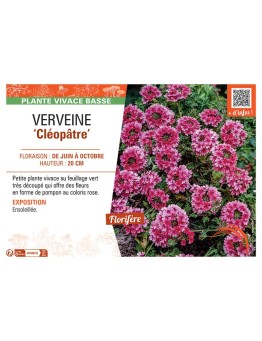 VERVEINE CLEOPÂTRE