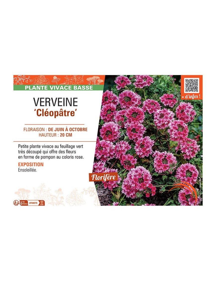 VERVEINE CLEOPÂTRE