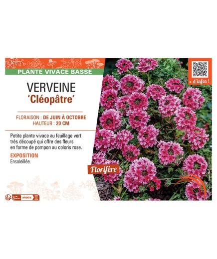 VERVEINE CLEOPÂTRE