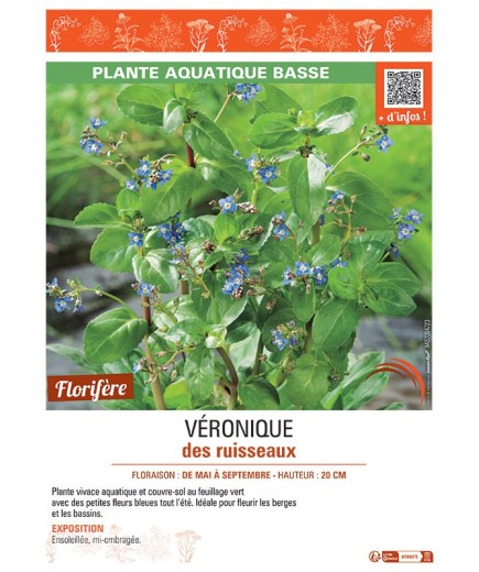 VERONIQUE DES RUISSEAUX (bleu)
